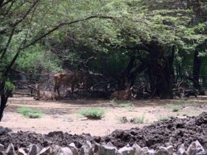 Nilgai Delhi Zoo