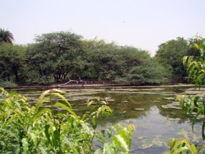 Delhi Zoo Pond