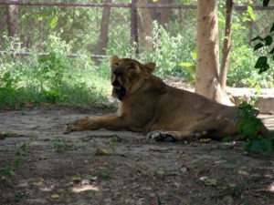 Lioness sitting in Zoo