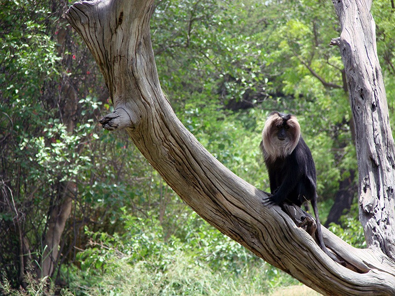 Black faced Monkey