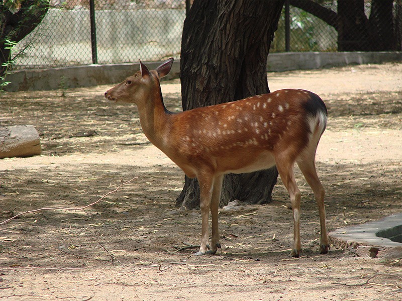 Spotted Deer in Zoo