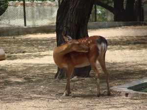 Brown Spotted Deer