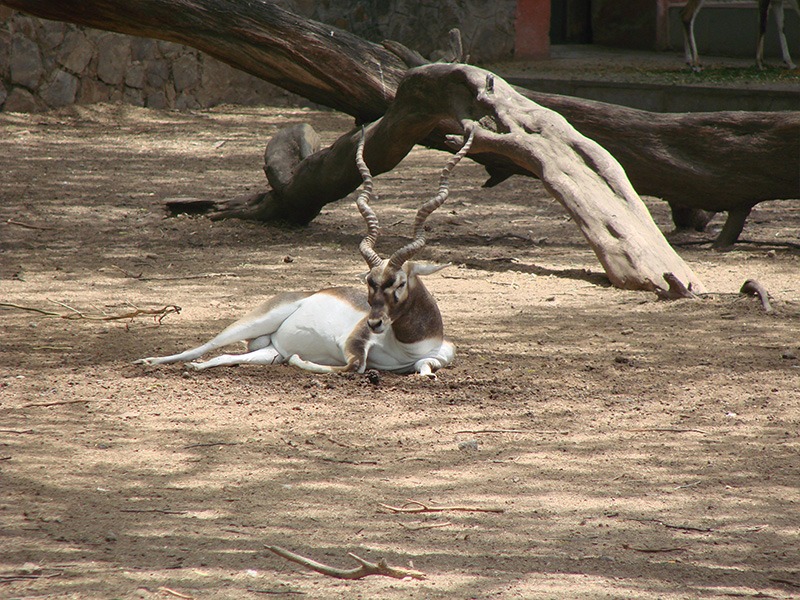 Deer Sitting in Zoo