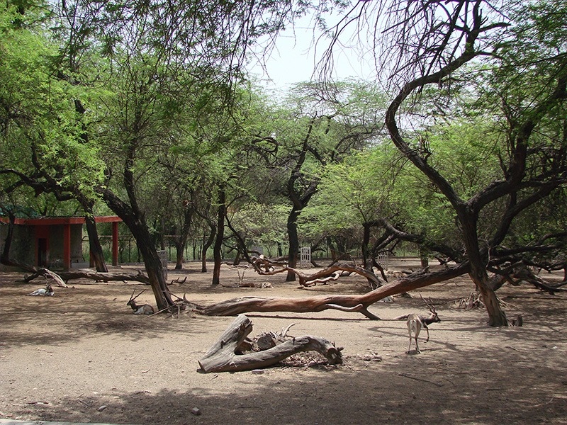 Chinkara Deer in Zoo