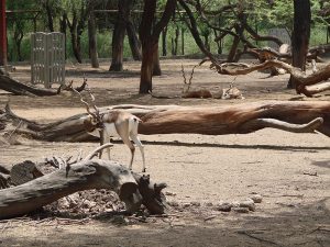 Chinkara Deer Resting