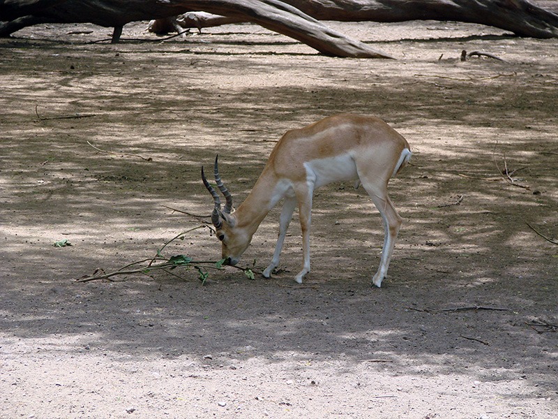 Baby Chinkara Deer