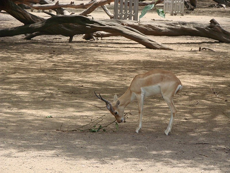 Chinkara Deer walking in Zoo