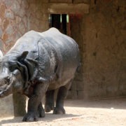 Rhinoceros walking in Zoo