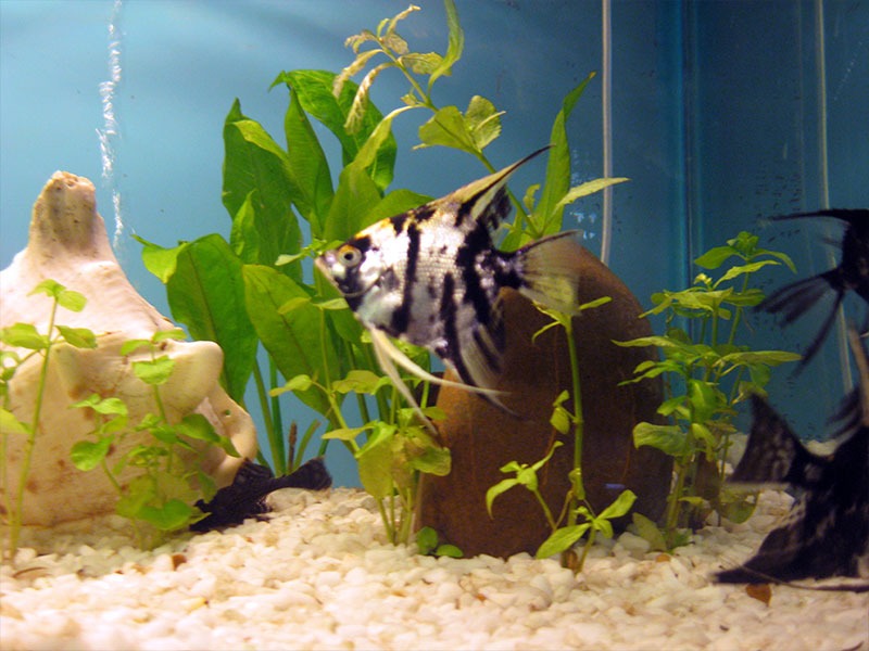 Fish Swimming in Aquarium