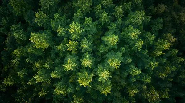 aerial-view-of-a-dense-green-forest