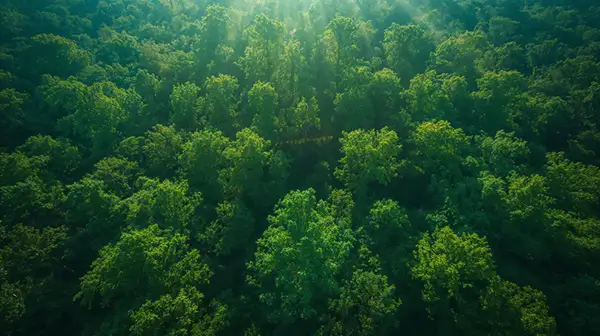 aerial-view-of-lush-green-forest